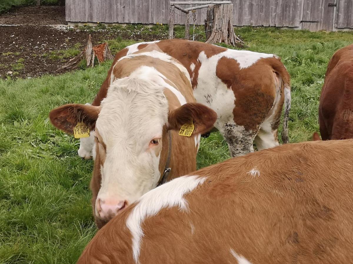 Ferienwohnungen Neukirchen Neukirchen am Teisenberg Exteriör bild